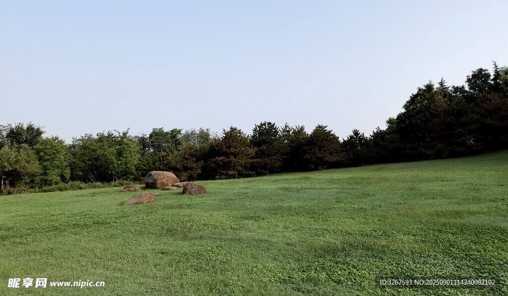 广袤绿草地与远处树林