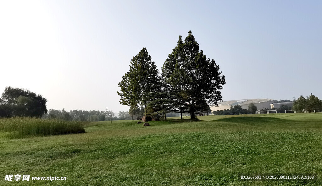 广袤草地旁的葱郁树木