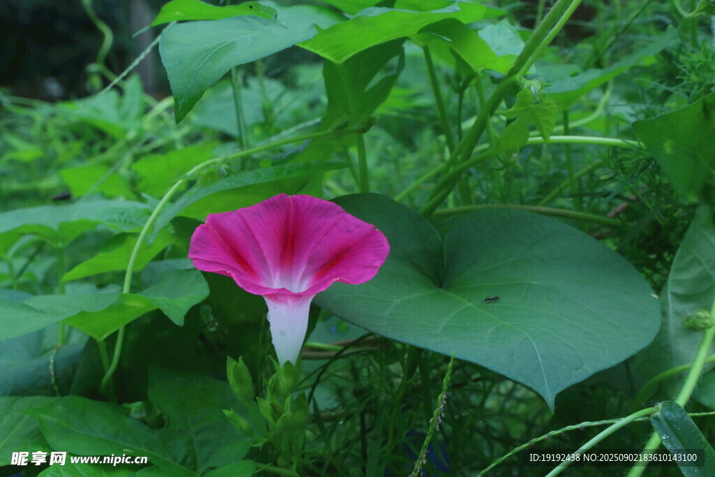 牵牛花 
