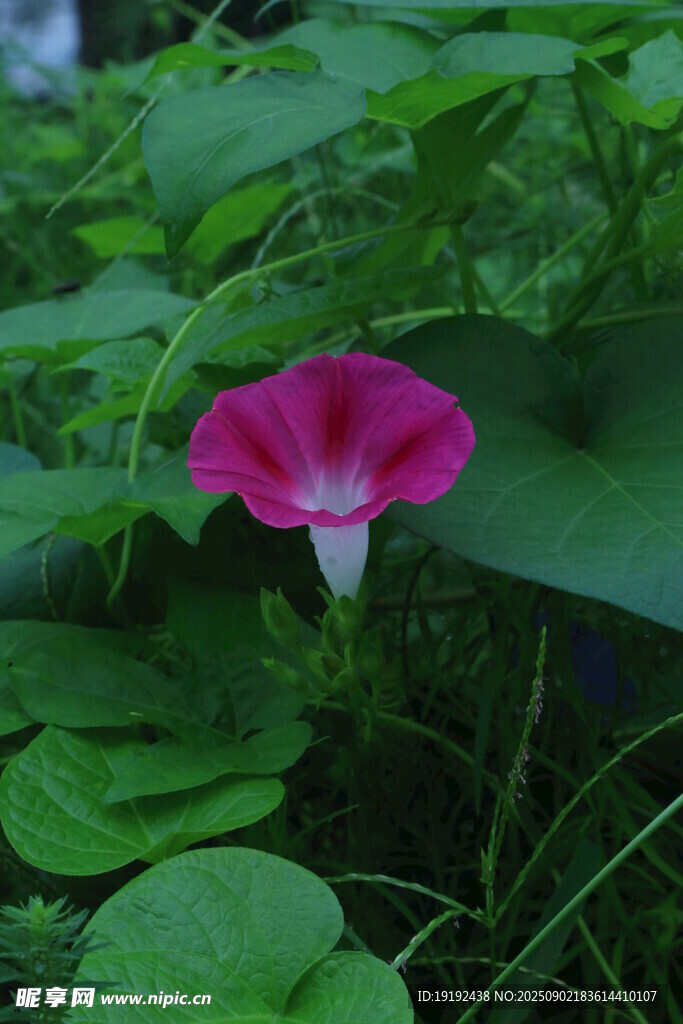 牵牛花 