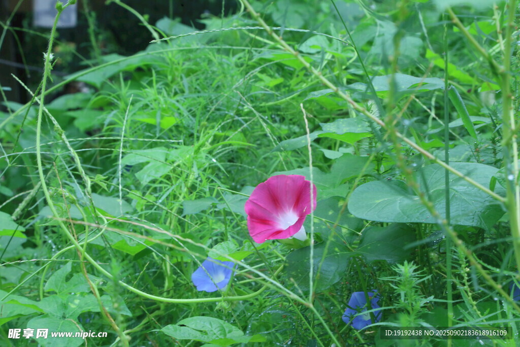 牵牛花  