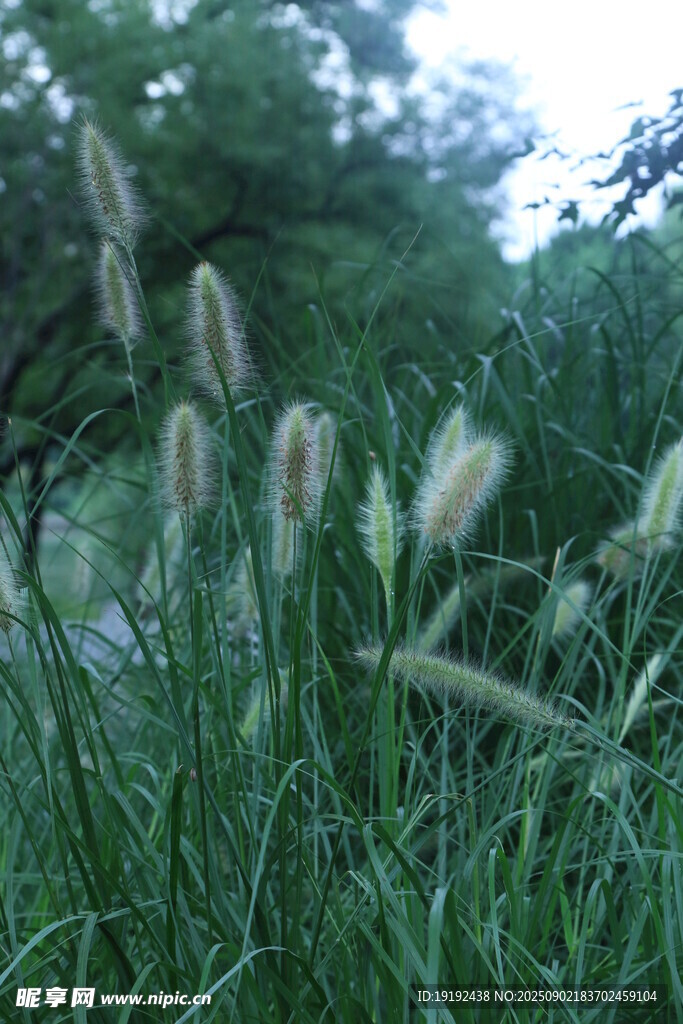 狼尾草  