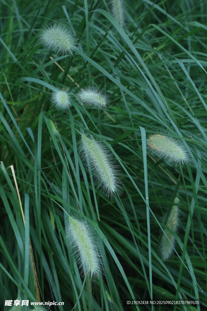 狼尾草 