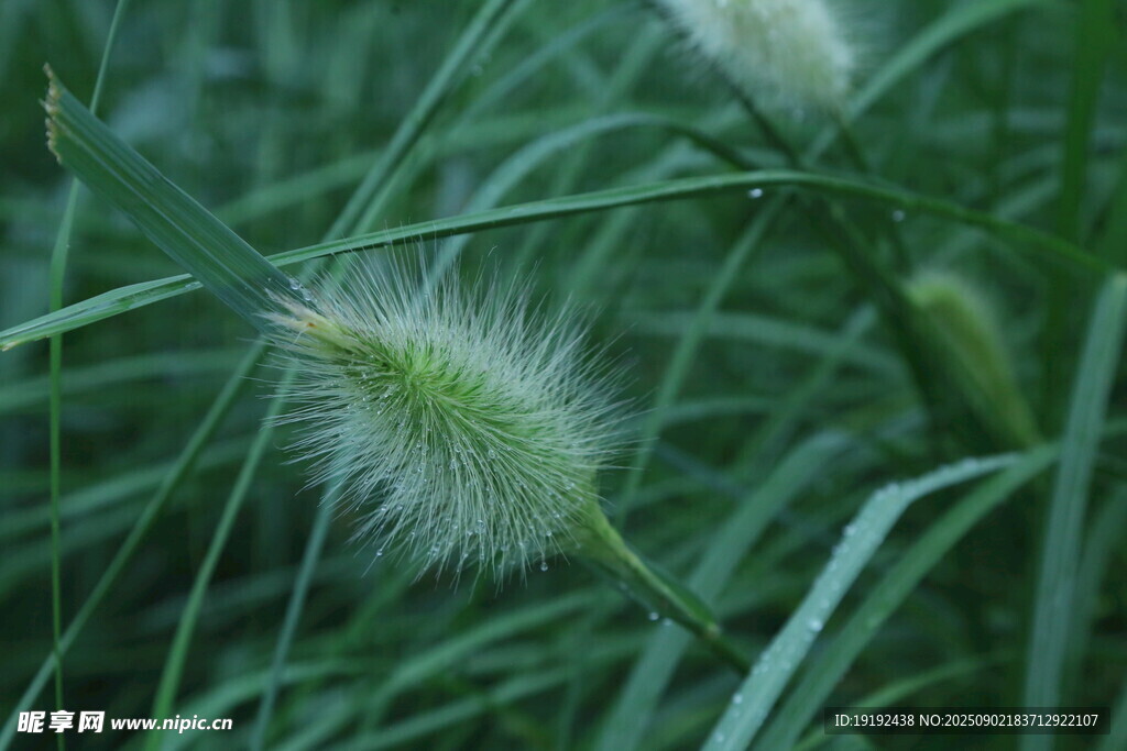 狼尾草 