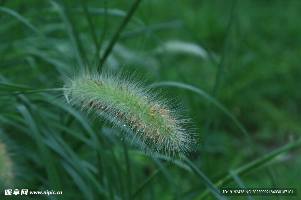 狼尾草  