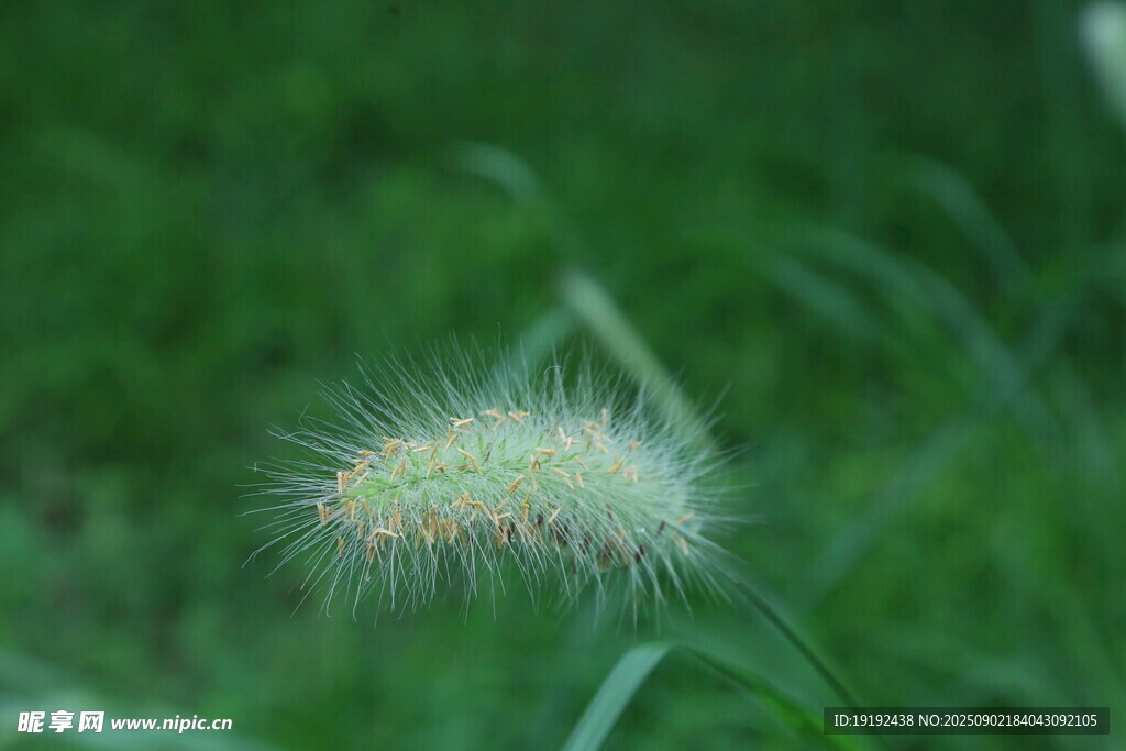 狼尾草 