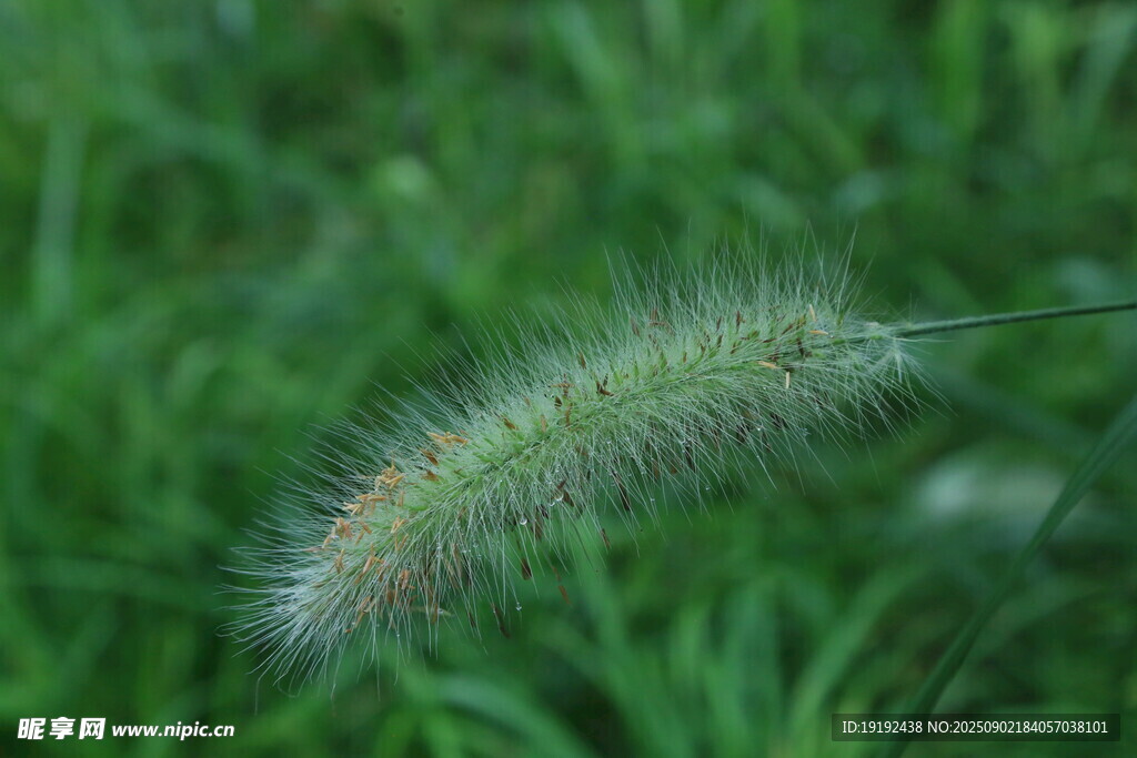 狼尾草  
