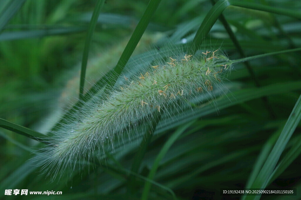 狼尾草  