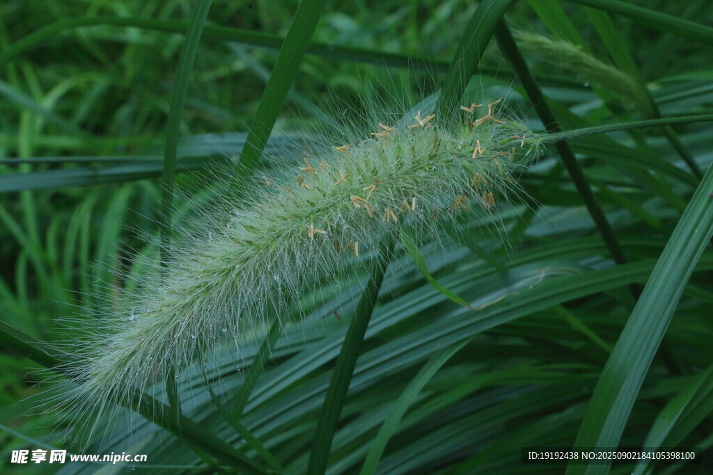 狼尾草  