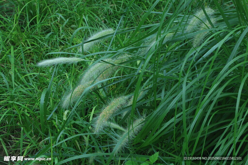 狼尾草  