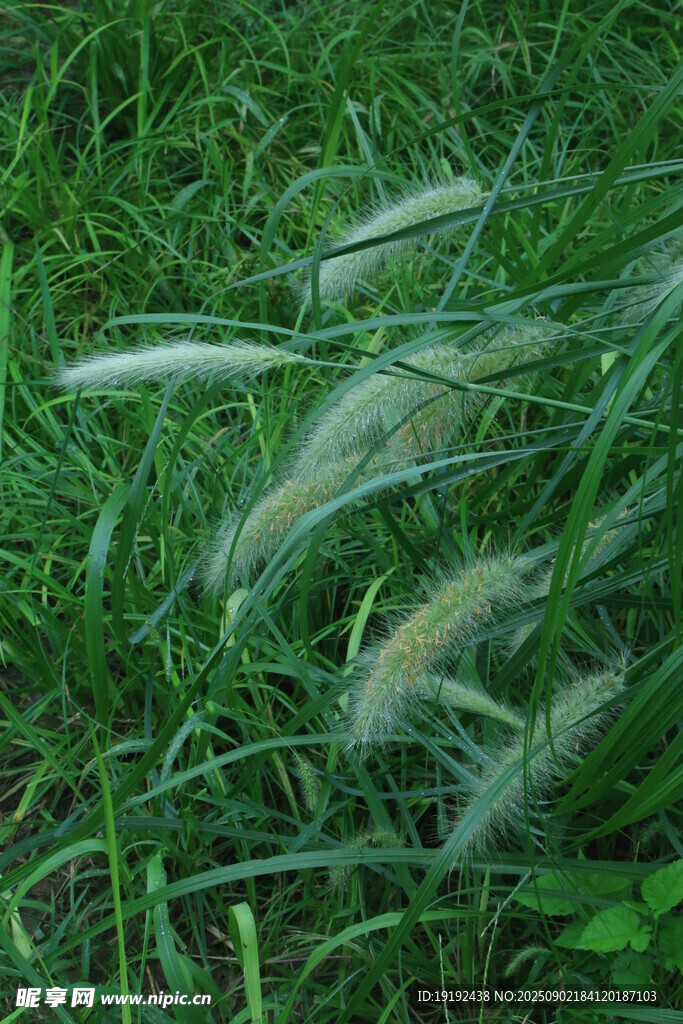 狼尾草  