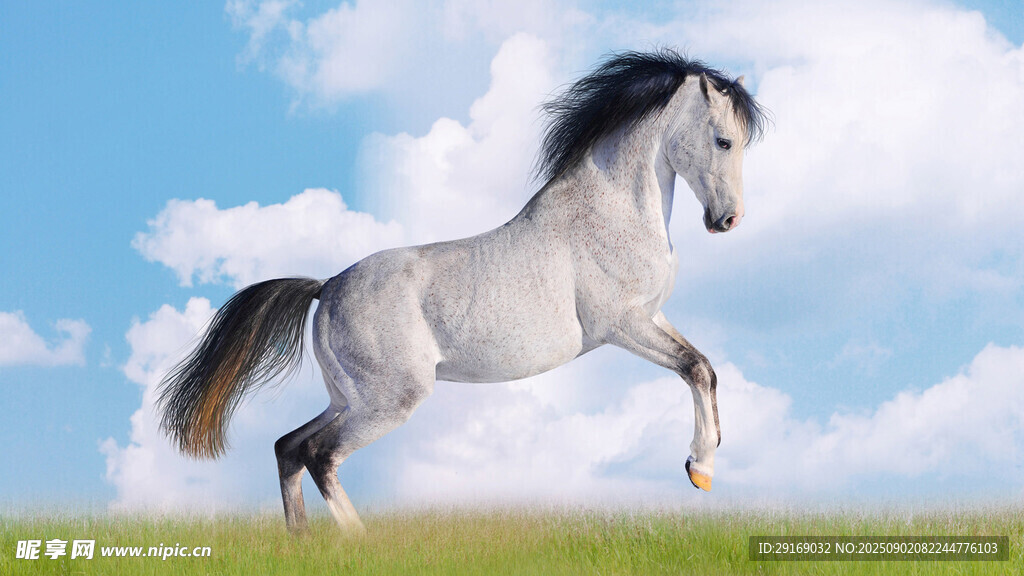 草原上奔腾的矫健白马