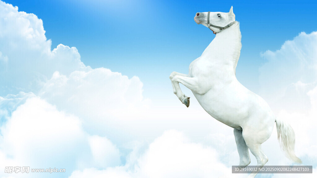 腾空白马 傲立云端