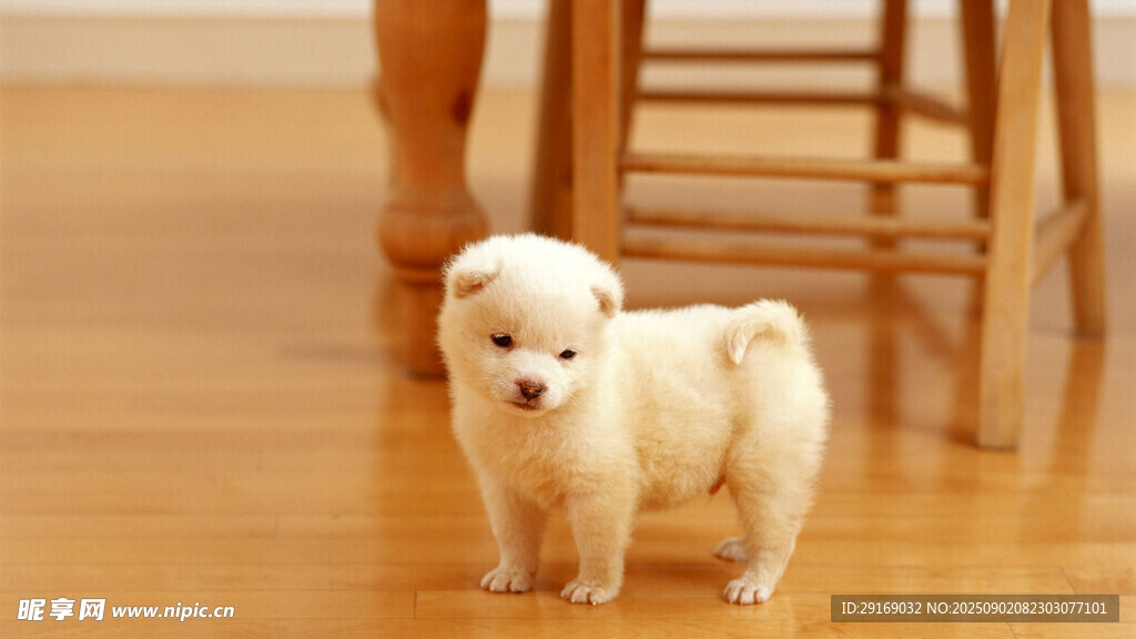 可爱小白狗站在木地板上