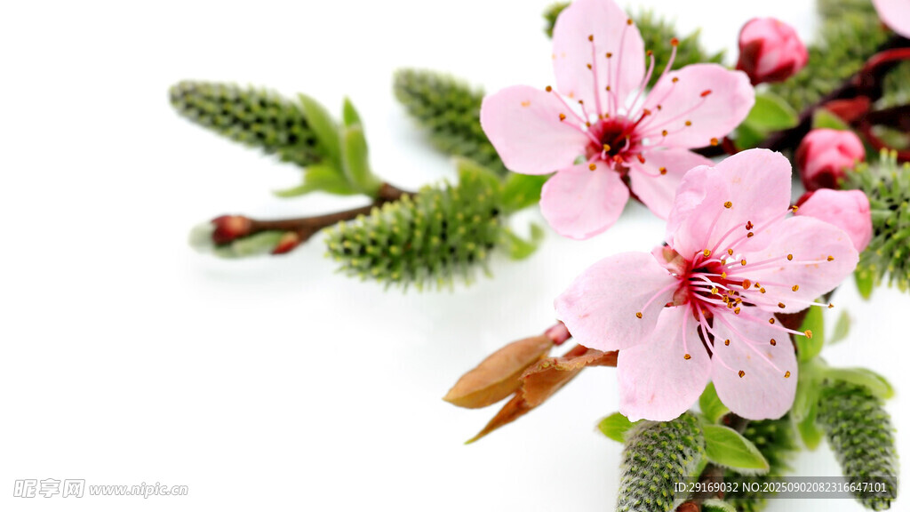 粉色樱花枝特写