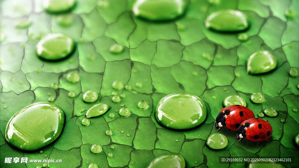 绿叶上的瓢虫与晶莹水珠