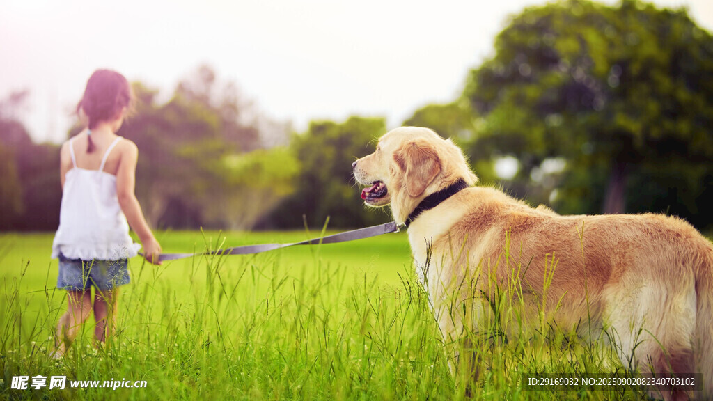 女孩与金毛在绿草地嬉戏