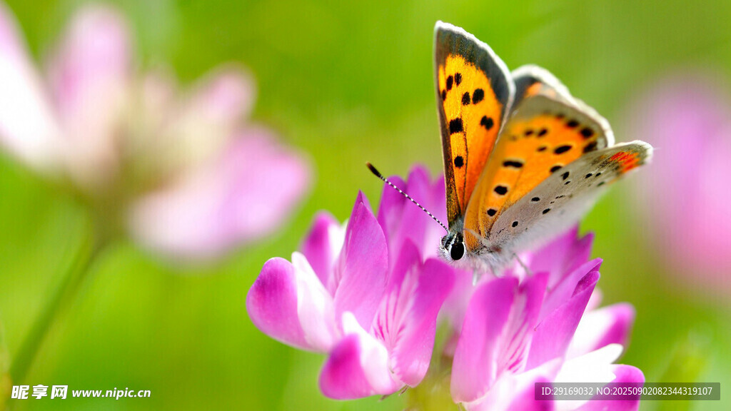 彩蝶停驻粉花上