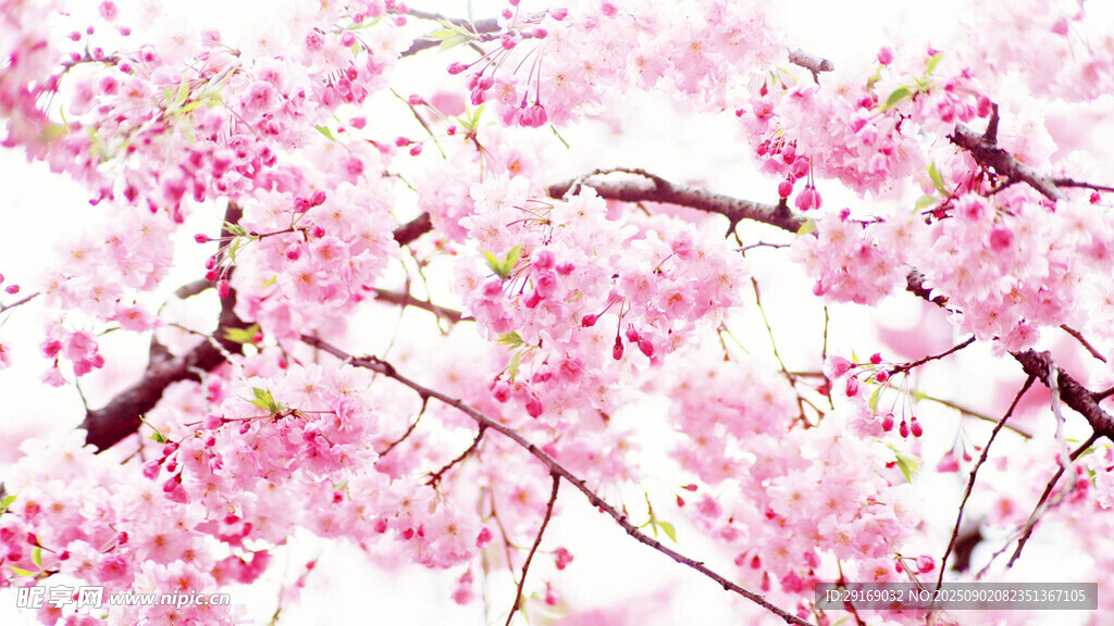 烂漫樱花绽放枝头