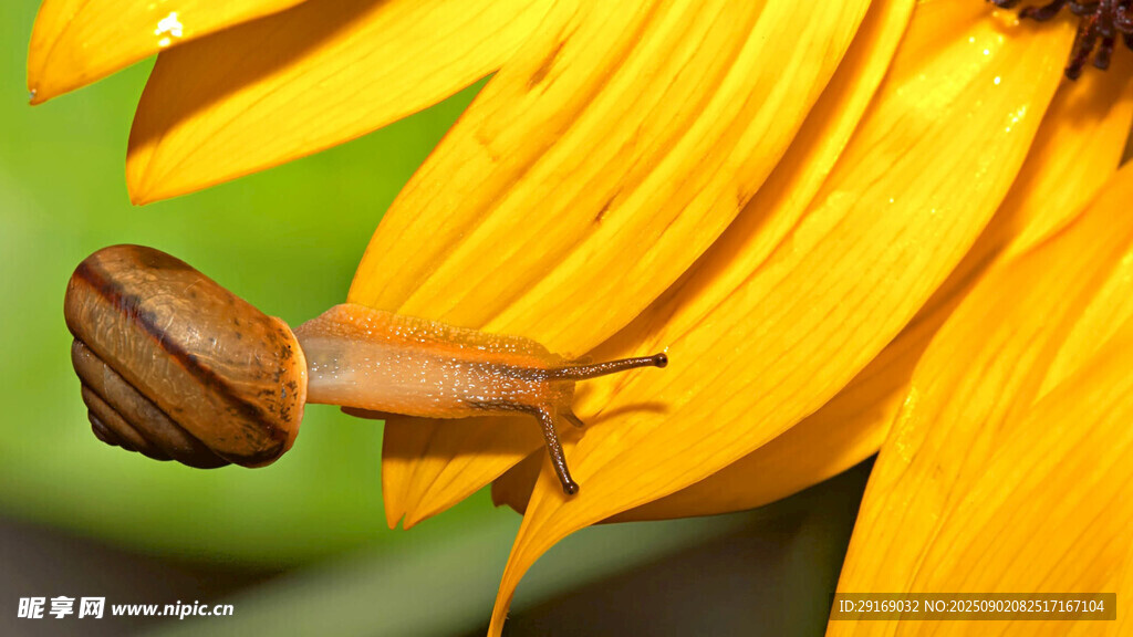 蜗牛攀附黄色花瓣上