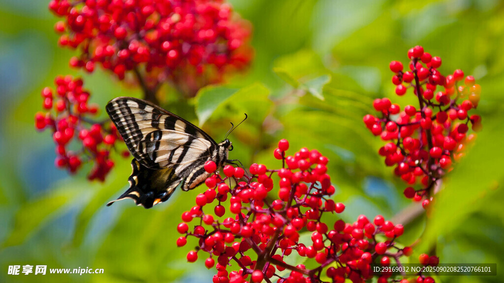 蝴蝶停驻红果绿叶间