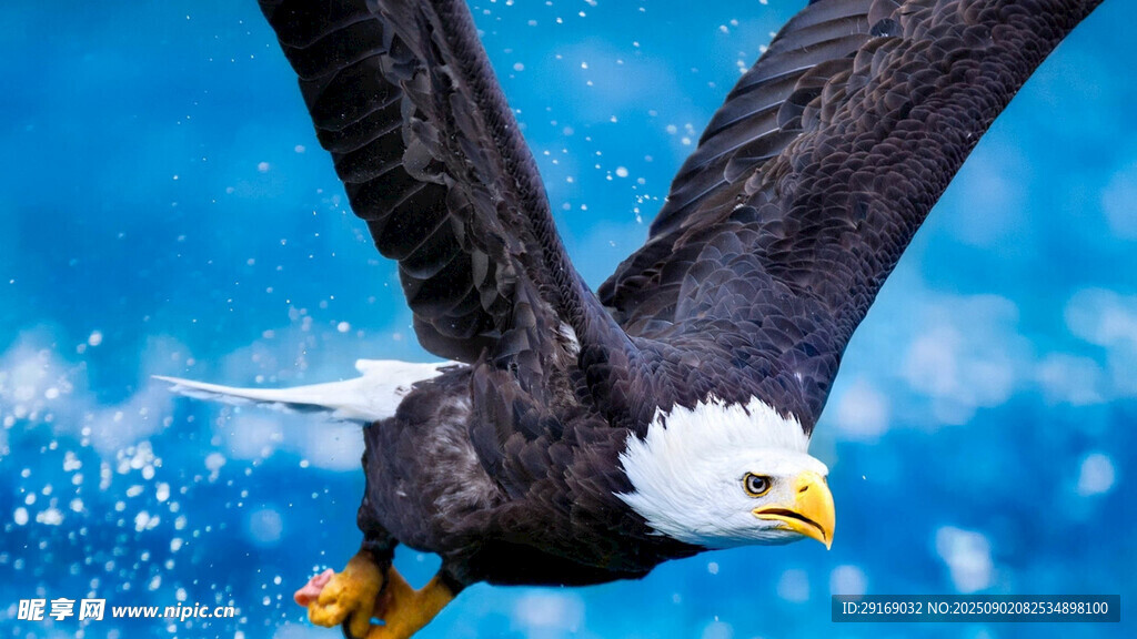 翱翔的白头海雕