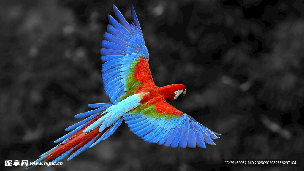 五彩鹦鹉展翅翱翔