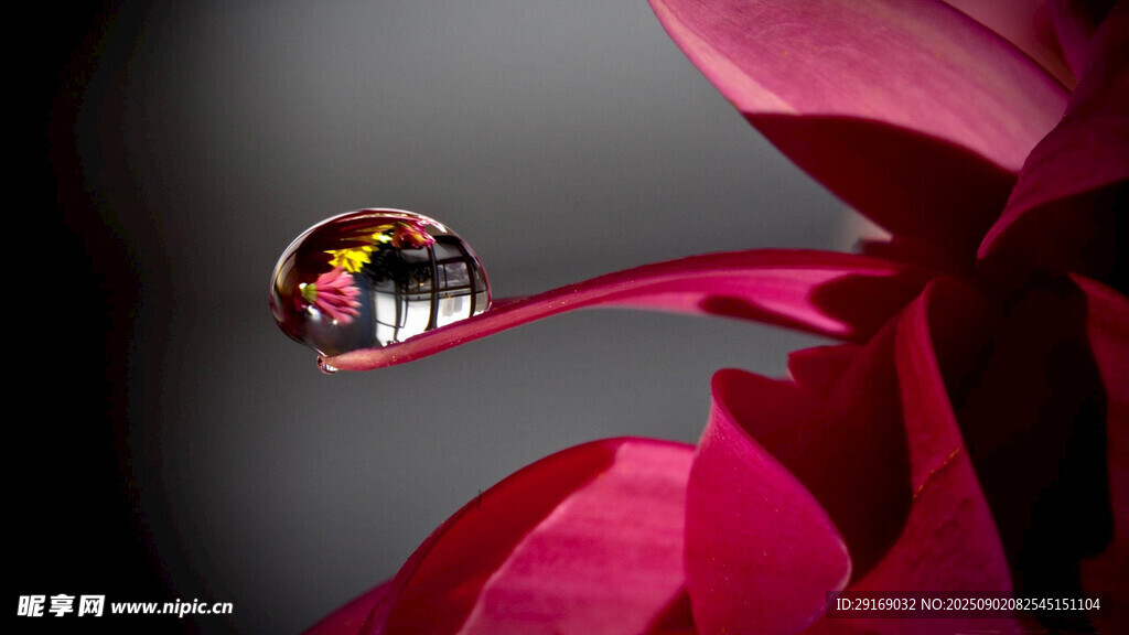 花瓣上的晶莹水滴