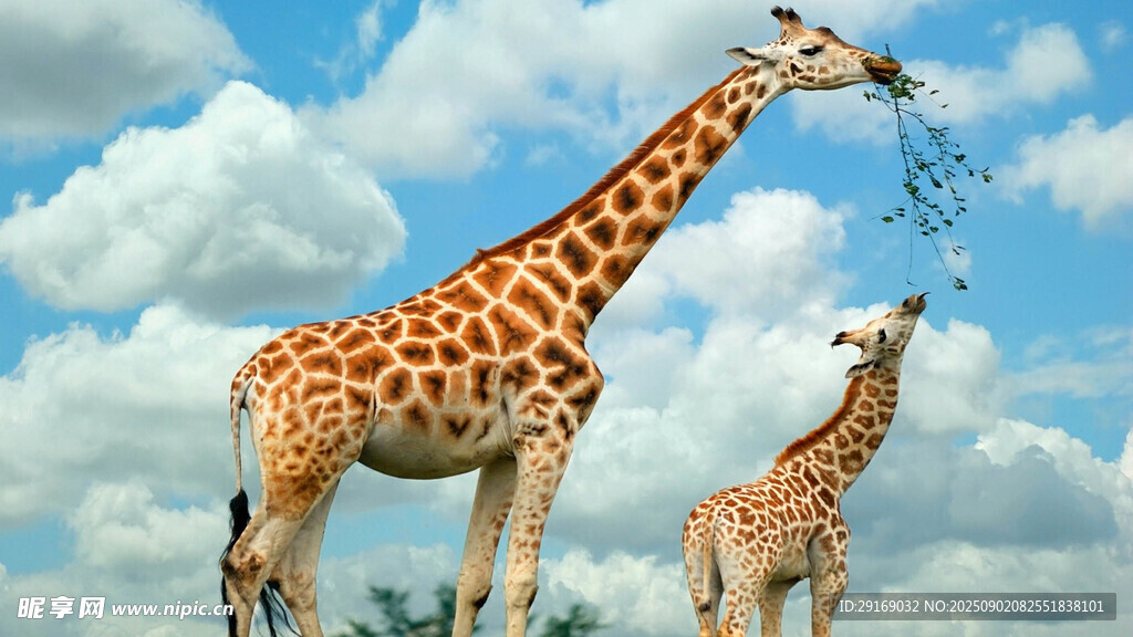 草原上的长颈鹿母子