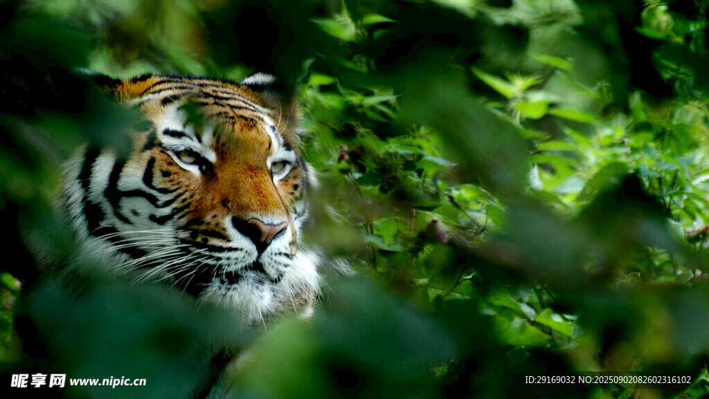 丛林中凝视的老虎