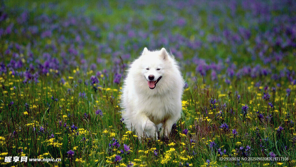 白狗在花海中欢快奔跑
