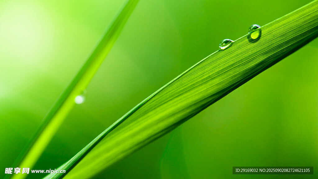 嫩绿草叶上的晶莹水珠
