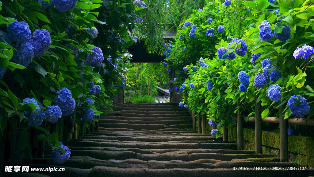 蓝绣球花簇拥的林间小径