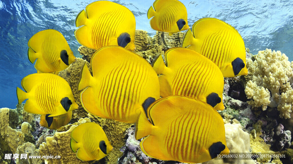 群聚的黄色条纹蝴蝶鱼