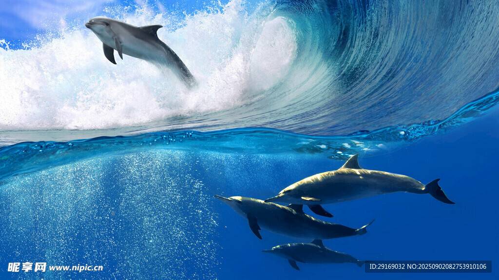 海豚跃出海面的美妙瞬间