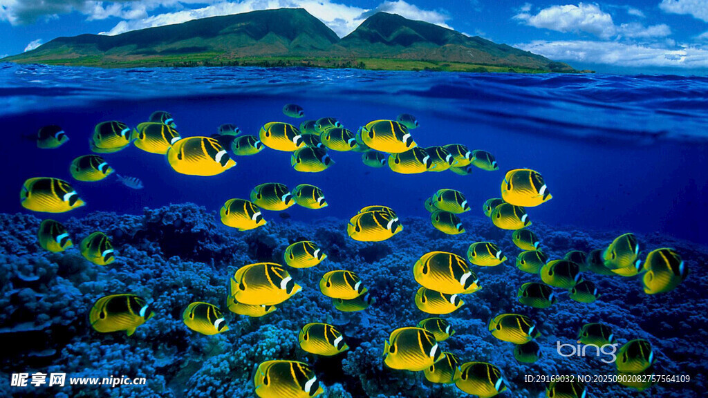 海底绚烂珊瑚景观