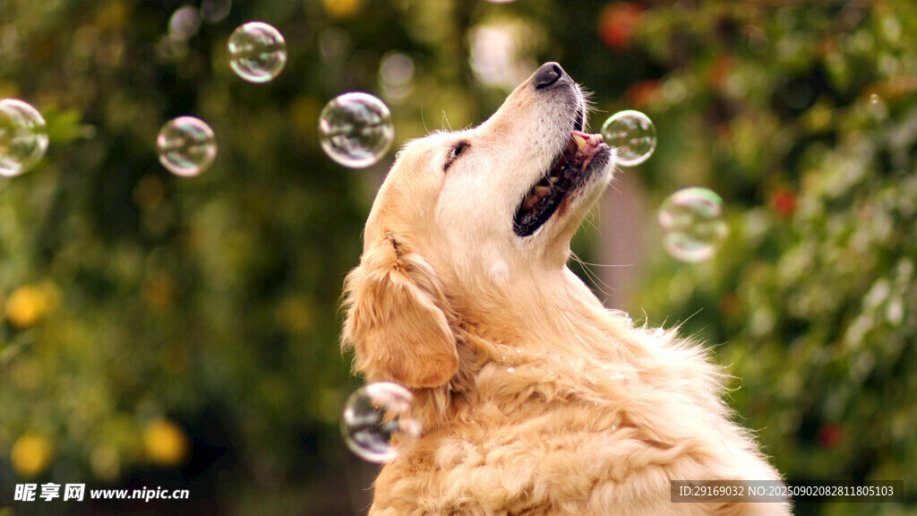 金毛犬欢快追逐泡泡