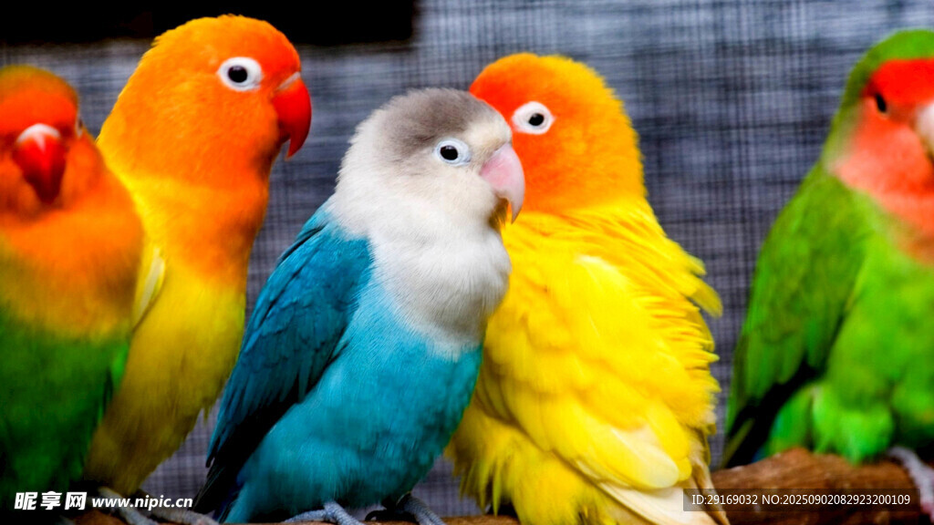 多彩鹦鹉齐聚枝头