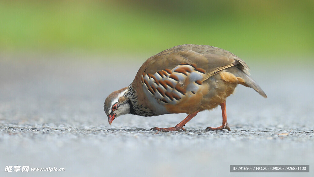 路边觅食的鹌鹑