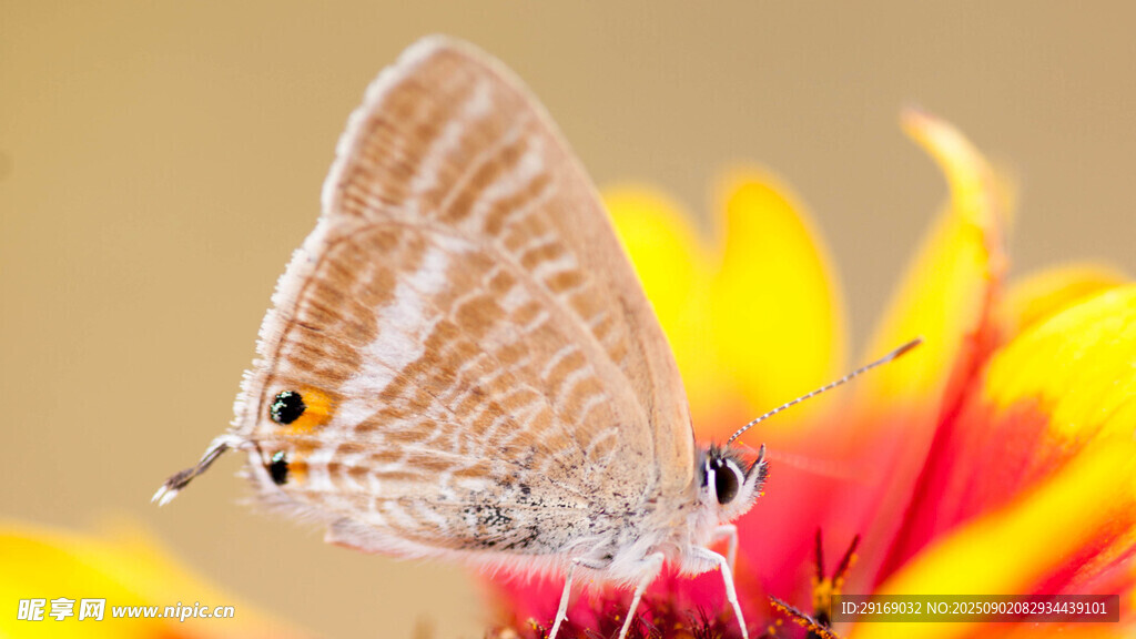蝴蝶停驻鲜艳花朵上