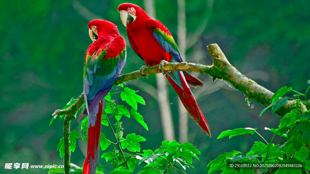 树枝上的多彩鹦鹉