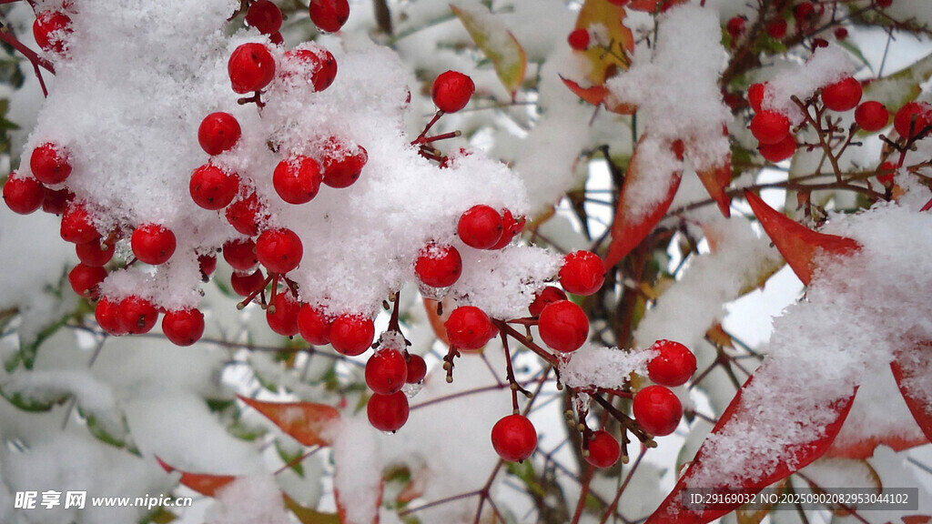 雪中红果美景