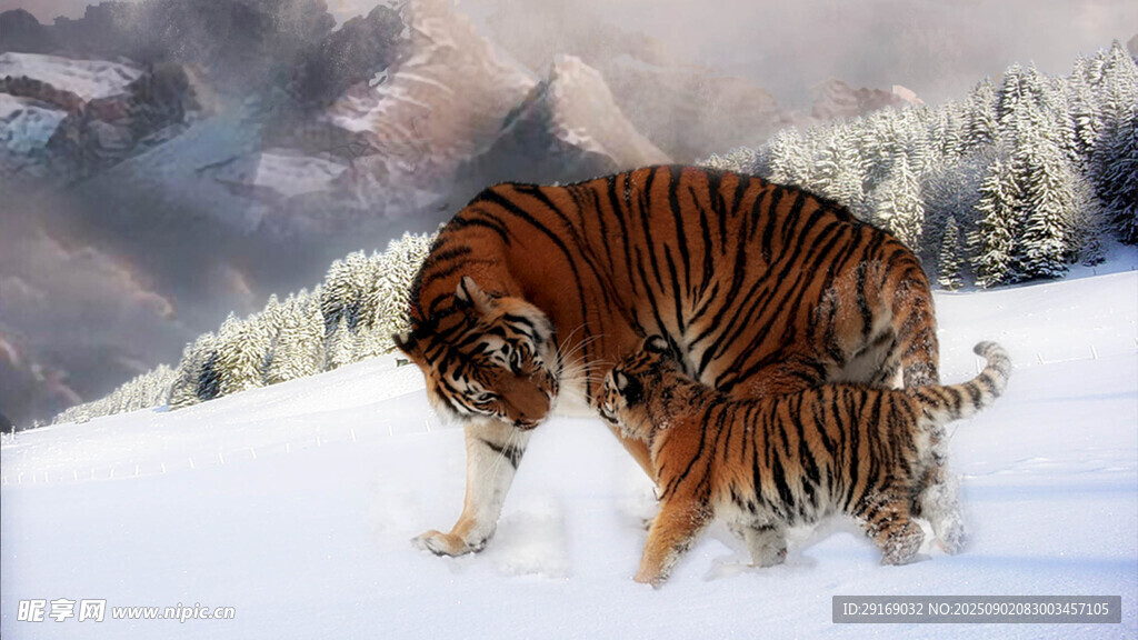 雪地中母虎与幼虎相伴