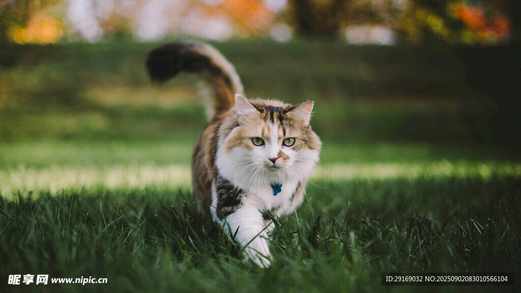 草地上奔跑的可爱猫咪