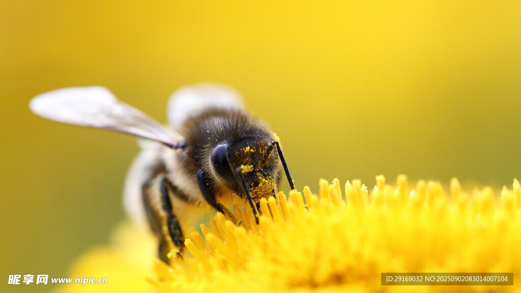 蜜蜂采蜜于黄色花蕊间