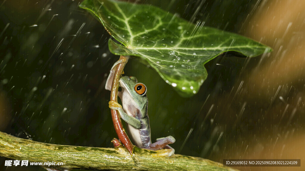 绿叶下的多彩青蛙