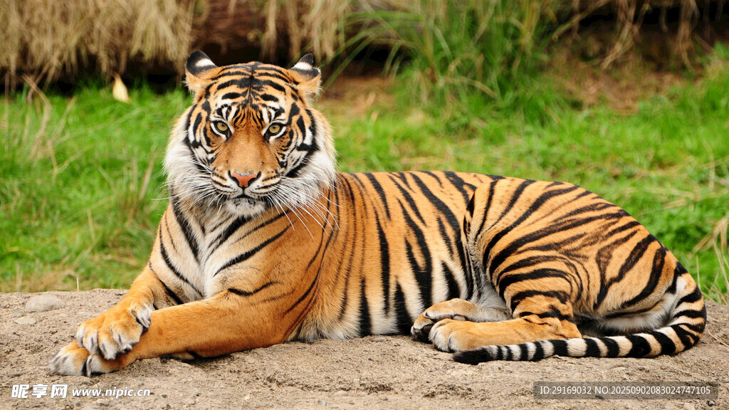 卧于草地的斑斓猛虎