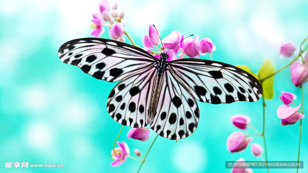 蝴蝶停驻粉色花枝