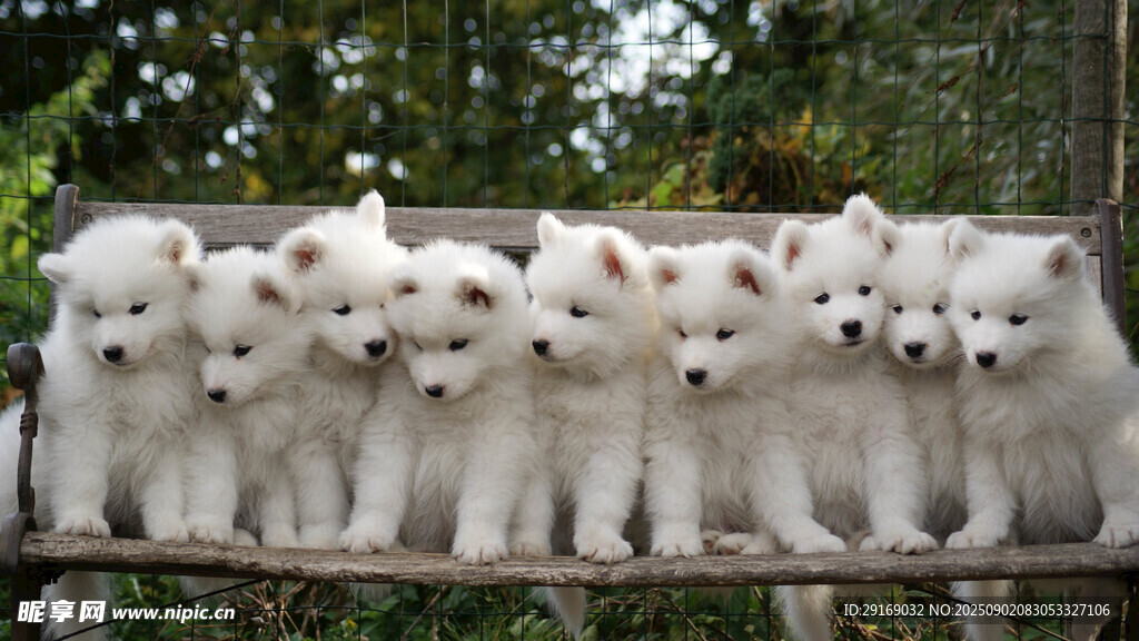 一排可爱小白狗