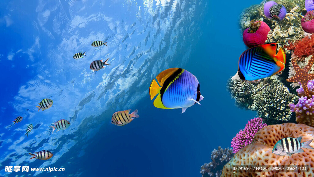 海底缤纷世界的美丽鱼群